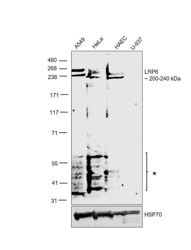 LRP6 Antibody in Western Blot (WB)