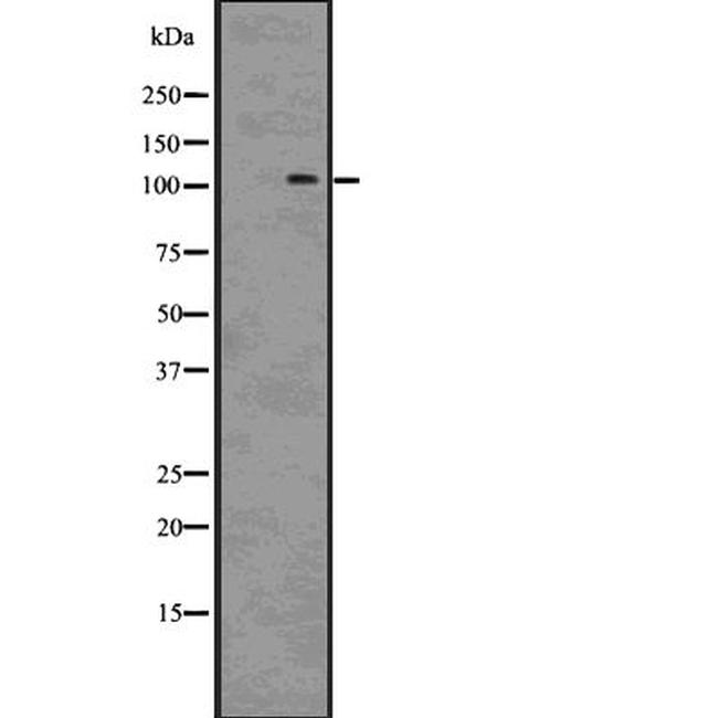 TAF4 Antibody in Western Blot (WB)