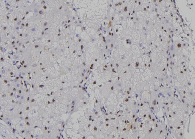 MSC Antibody in Immunohistochemistry (Paraffin) (IHC (P))