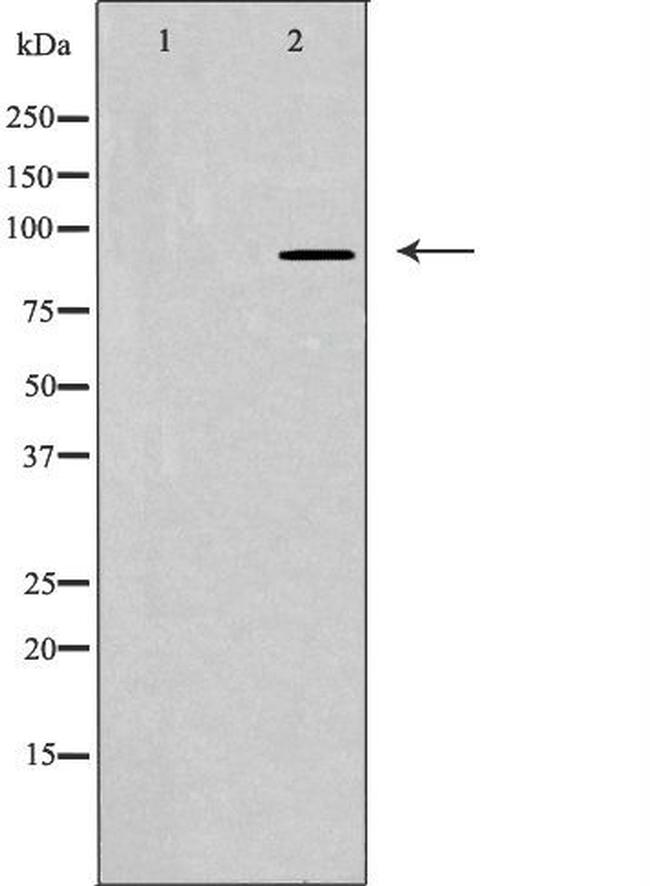 BCAR3 Antibody in Western Blot (WB)