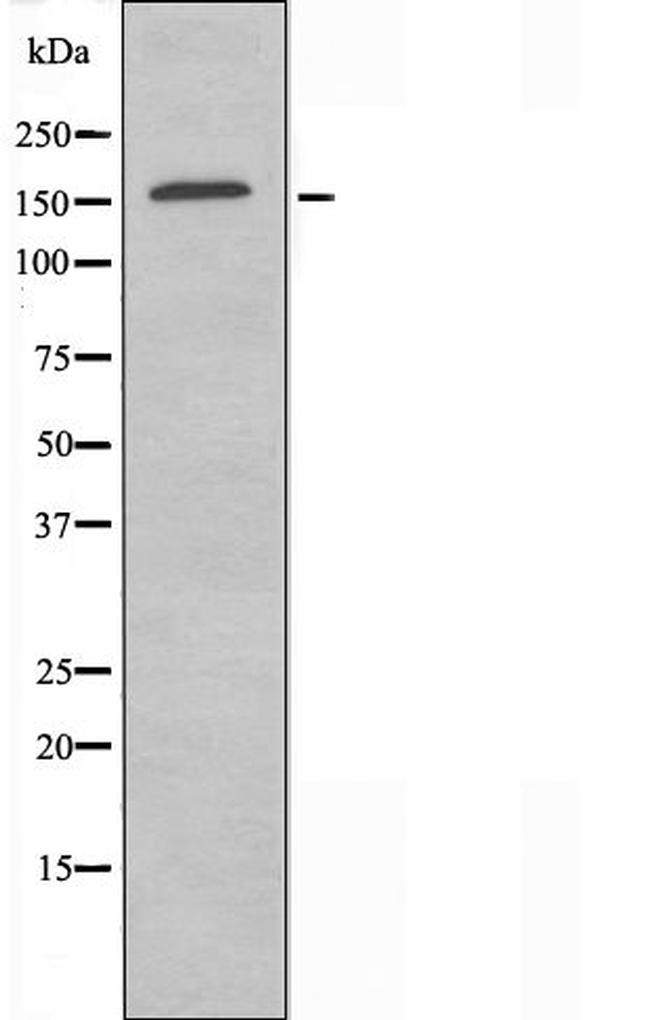 RNA pol II CTD Antibody in Western Blot (WB)