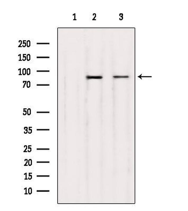 UBF-1 Antibody in Western Blot (WB)