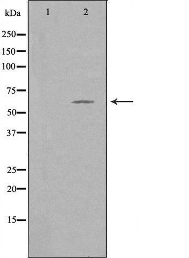 TFE3 Antibody in Western Blot (WB)