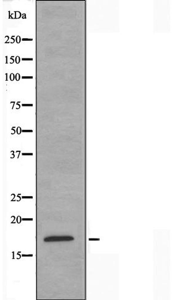 BUD31 Antibody in Western Blot (WB)