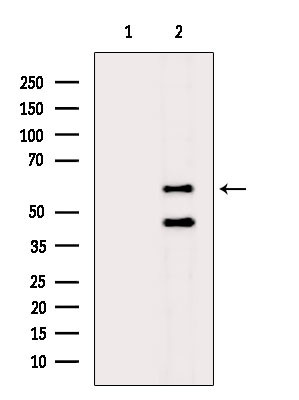 FRK Antibody in Western Blot (WB)