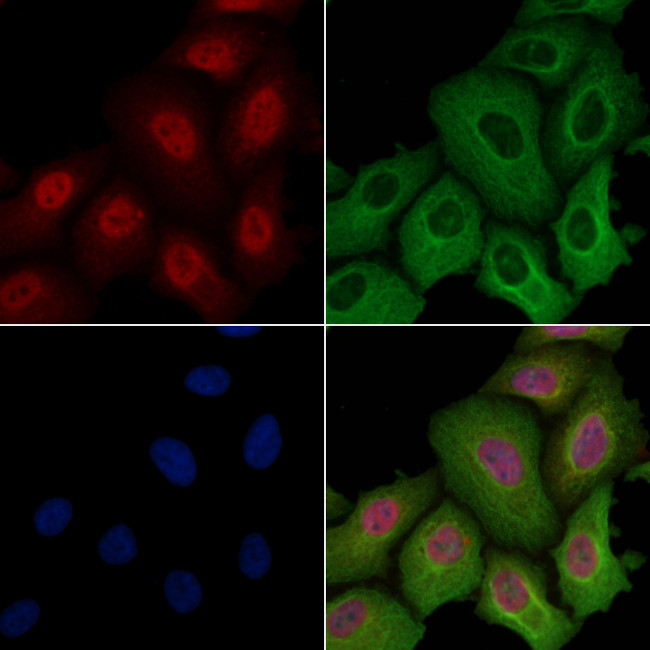 SRSF3 Antibody in Immunocytochemistry (ICC/IF)