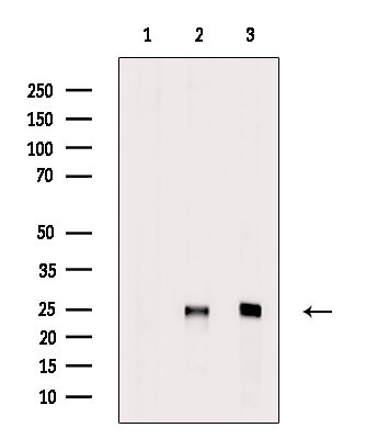 SRSF3 Antibody in Western Blot (WB)