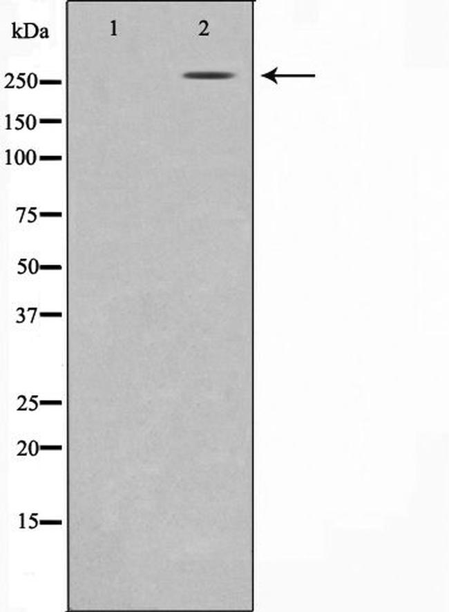 AKAP13 Antibody in Western Blot (WB)