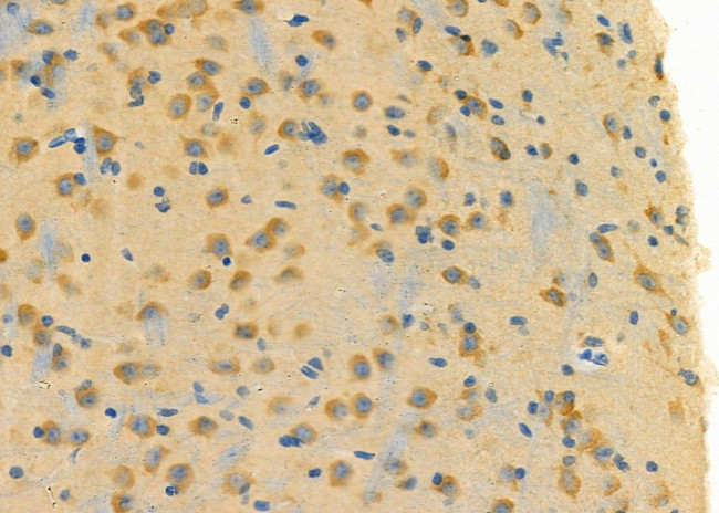 ELAVL2 Antibody in Immunohistochemistry (Paraffin) (IHC (P))