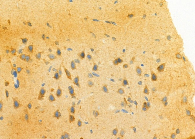 ELAVL2 Antibody in Immunohistochemistry (Paraffin) (IHC (P))