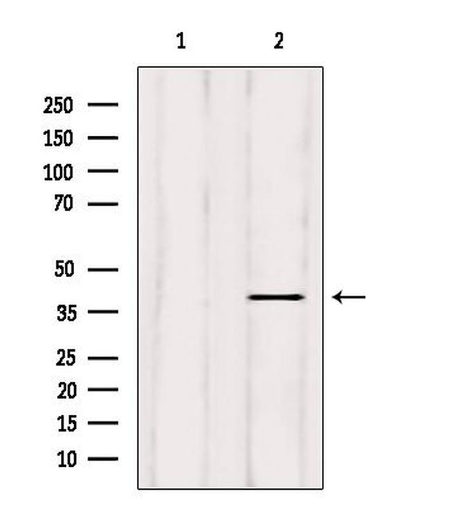 ELAVL2 Antibody in Western Blot (WB)