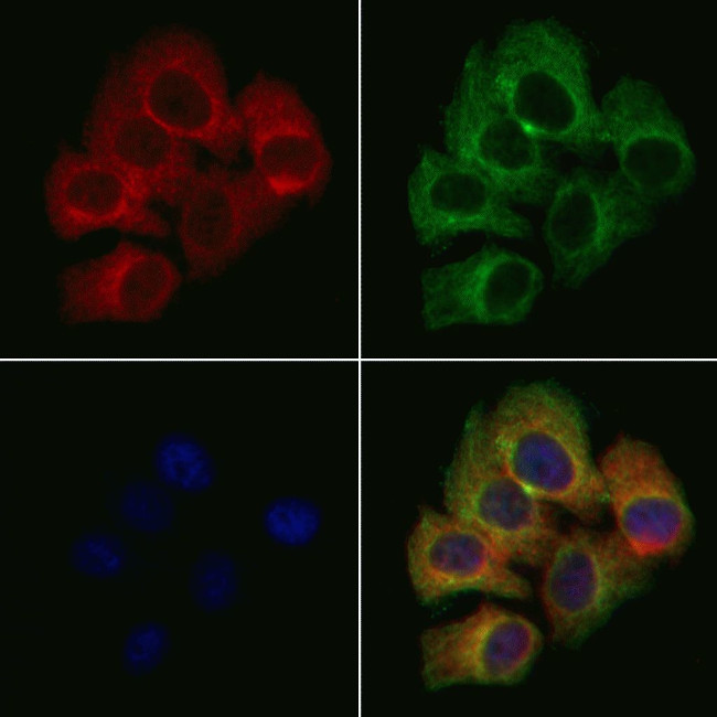 TRIM25 Antibody in Immunocytochemistry (ICC/IF)