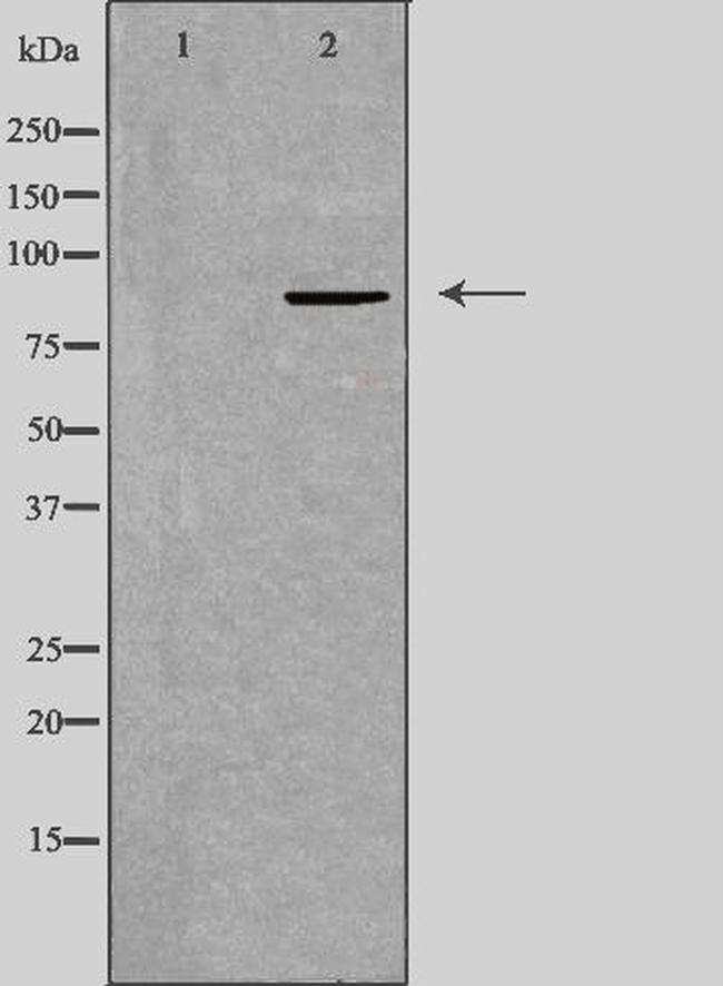 TAF5 Antibody in Western Blot (WB)