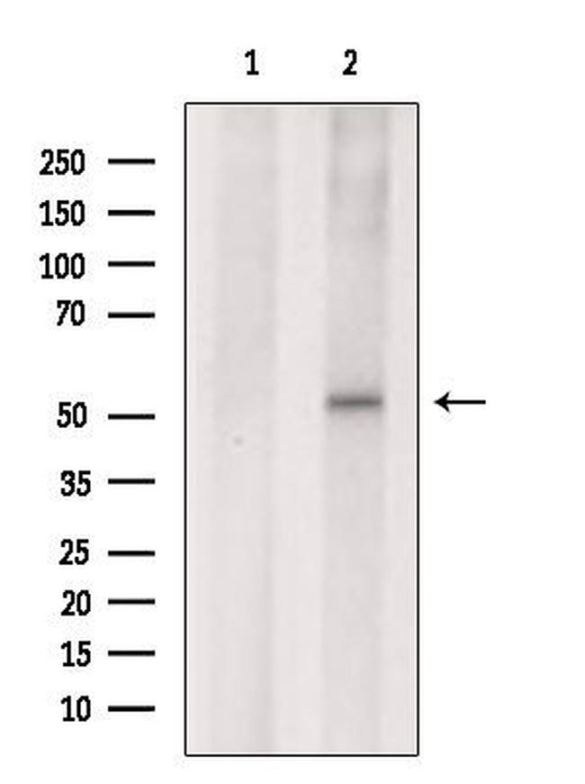 TAF1A Antibody in Western Blot (WB)