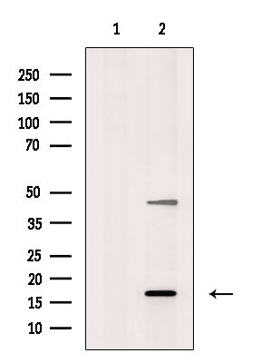 LMO3 Antibody in Western Blot (WB)