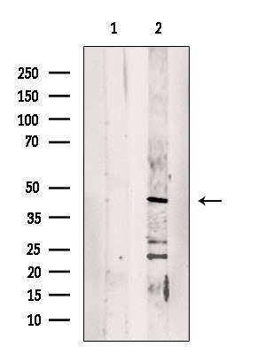 DPF2 Antibody in Western Blot (WB)