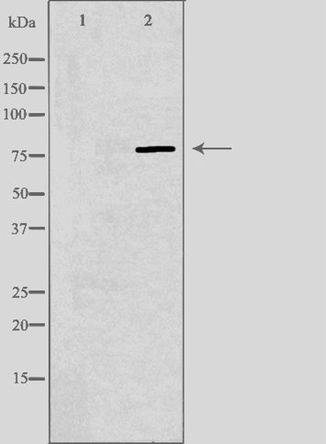 ARNT2 Antibody in Western Blot (WB)