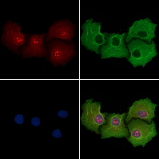 14-3-3 eta Antibody in Immunocytochemistry (ICC/IF)