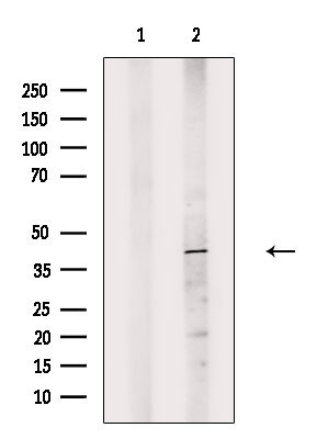 14-3-3 eta Antibody in Western Blot (WB)