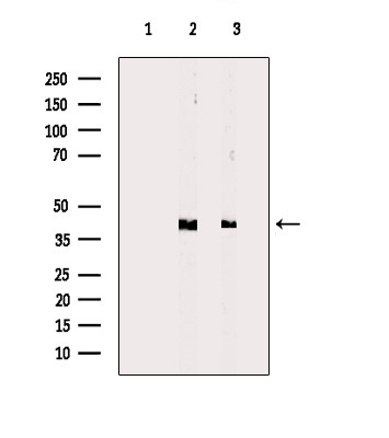 HTR1E Antibody in Western Blot (WB)