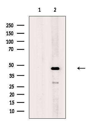 HTR6 Antibody in Western Blot (WB)