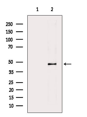 HTR6 Antibody in Western Blot (WB)