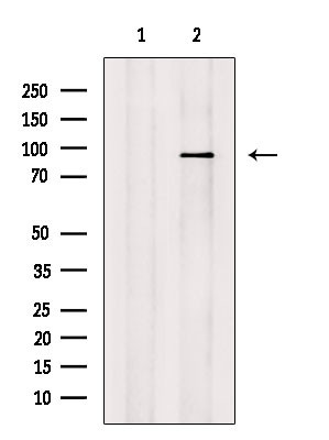 CDH16 Antibody in Western Blot (WB)