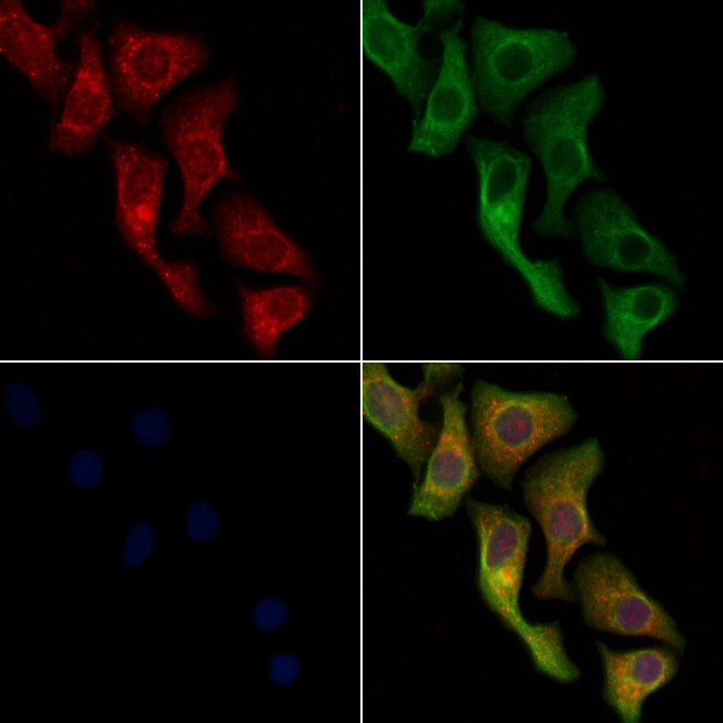 Cytochrome P450 Pan Antibody in Immunocytochemistry (ICC/IF)