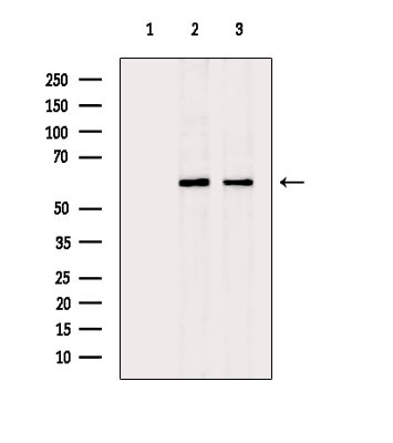 CYP2R1 Antibody in Western Blot (WB)