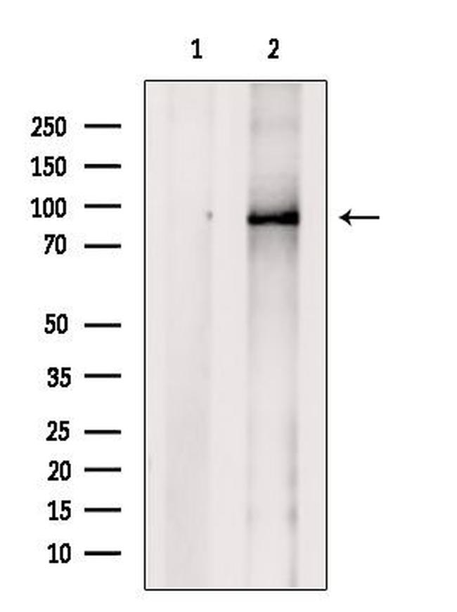 IL17RA Antibody in Western Blot (WB)