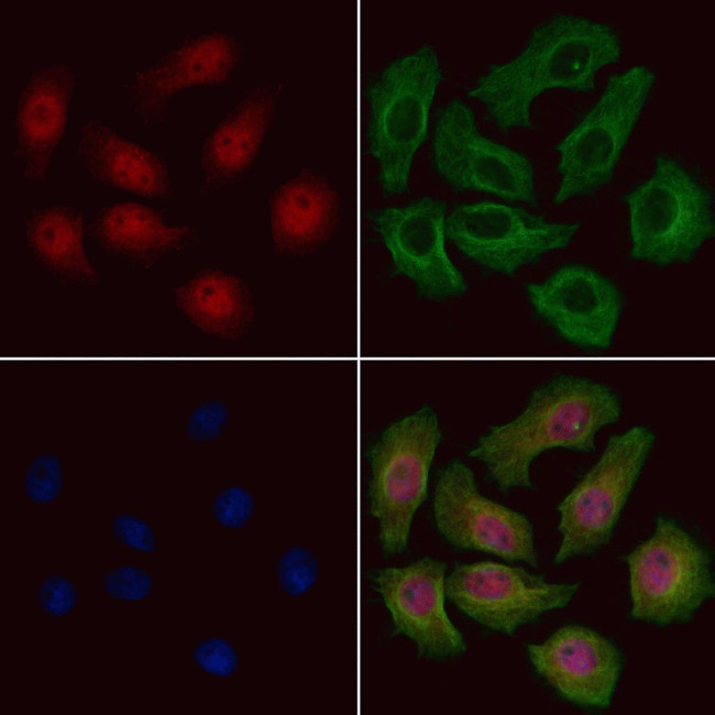 DATF1 Antibody in Immunocytochemistry (ICC/IF)