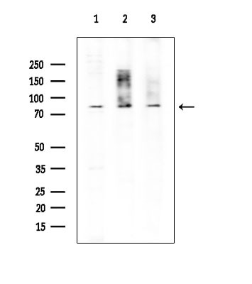 EXO1 Antibody in Western Blot (WB)