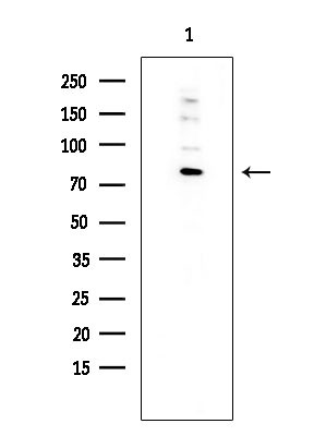 EXO1 Antibody in Western Blot (WB)