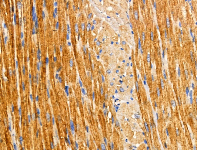 HSD3B7 Antibody in Immunohistochemistry (Paraffin) (IHC (P))