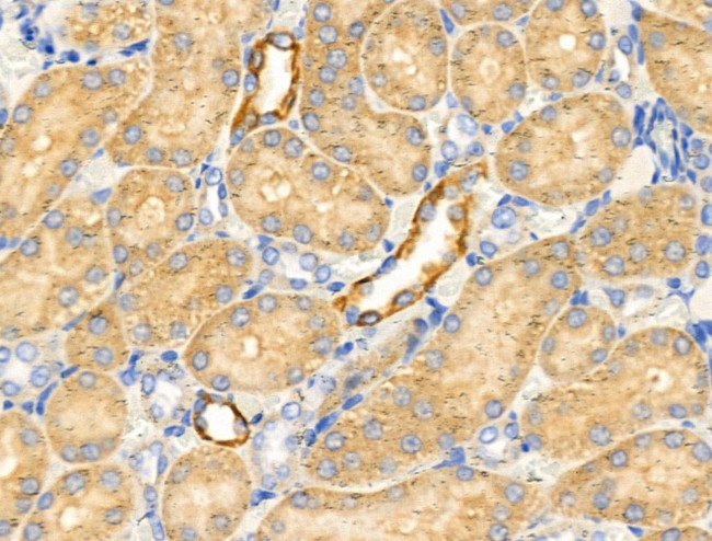 HSD3B7 Antibody in Immunohistochemistry (Paraffin) (IHC (P))