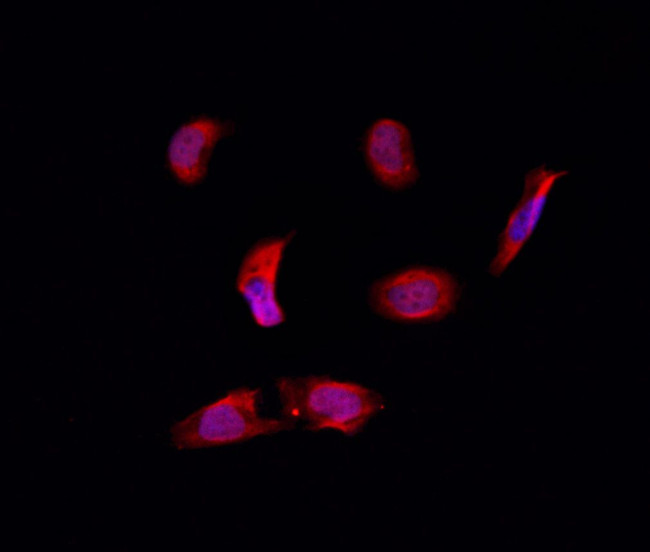 RPL39 Antibody in Immunocytochemistry (ICC/IF)