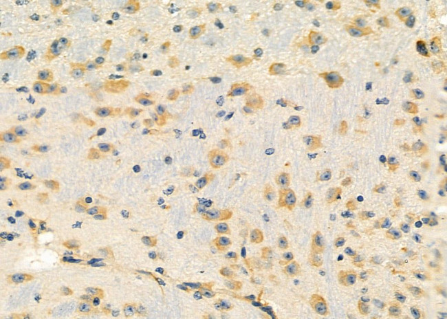 RPL39 Antibody in Immunohistochemistry (Paraffin) (IHC (P))