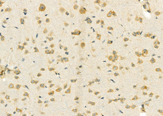 RPL39 Antibody in Immunohistochemistry (Paraffin) (IHC (P))