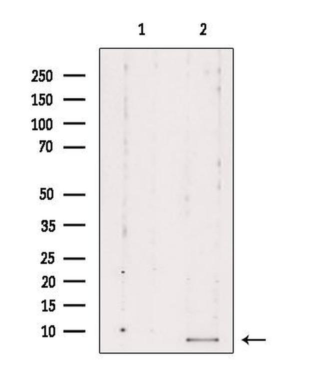 RPL39 Antibody in Western Blot (WB)