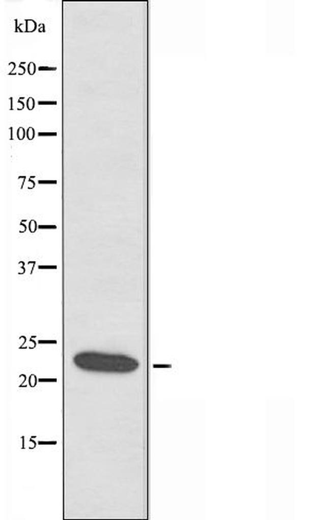 ATP5S Antibody in Western Blot (WB)