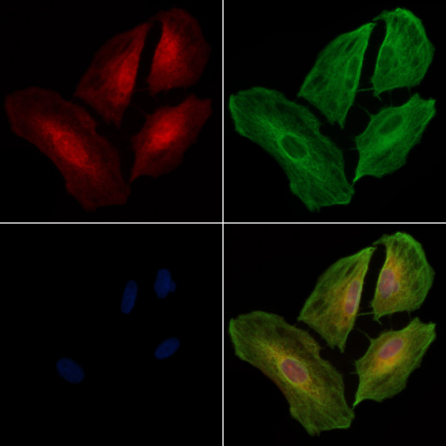 B3GALT1 Antibody in Immunocytochemistry (ICC/IF)