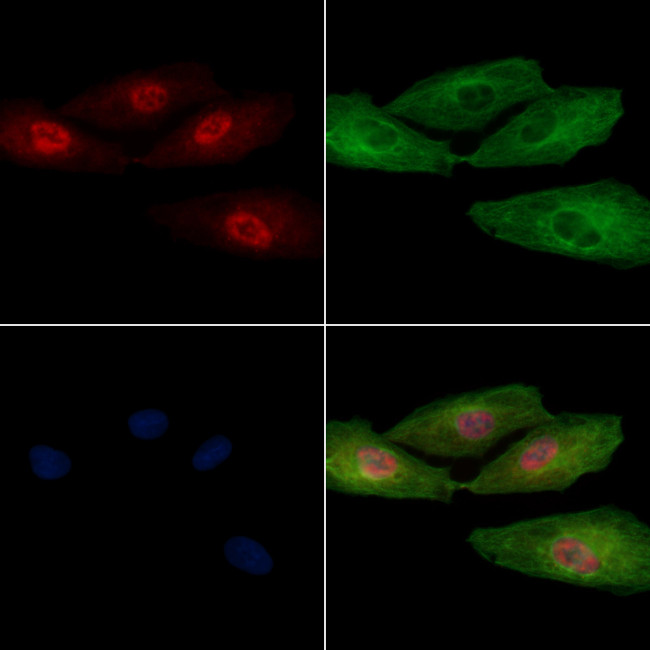 BCAS2 Antibody in Immunocytochemistry (ICC/IF)