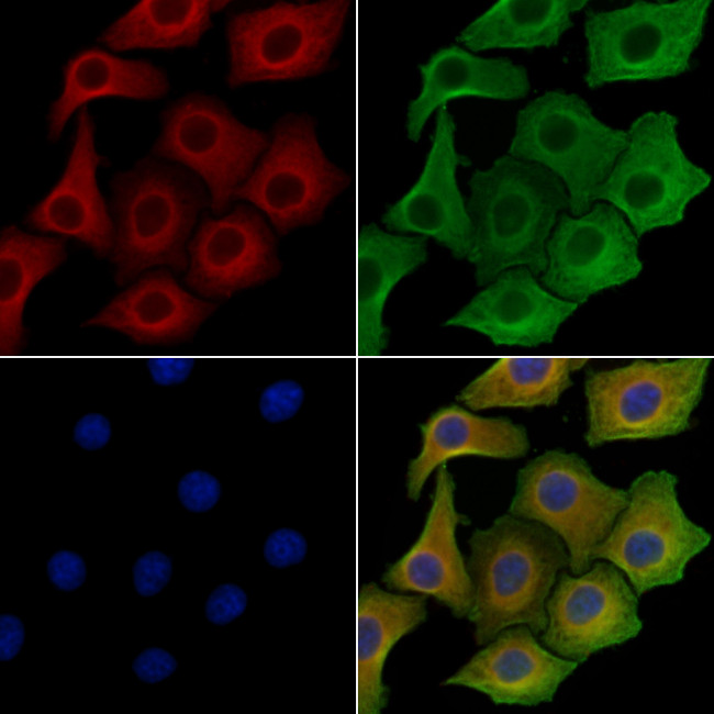 C1QL2 Antibody in Immunocytochemistry (ICC/IF)