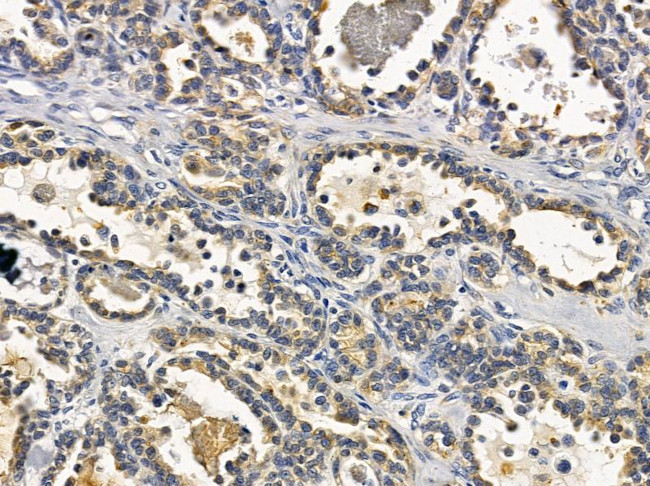 C1QL2 Antibody in Immunohistochemistry (Paraffin) (IHC (P))