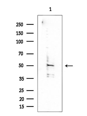 C1QL2 Antibody in Western Blot (WB)