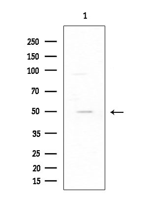 C1QL2 Antibody in Western Blot (WB)