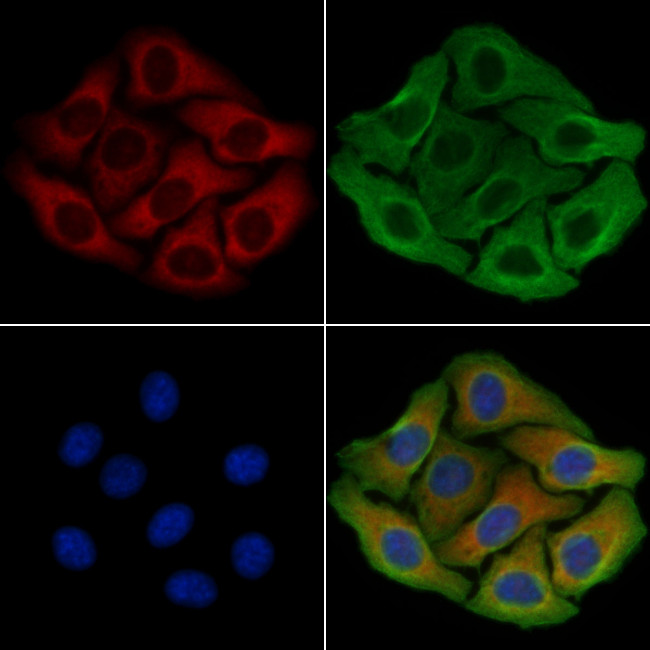 Contactin 2 Antibody in Immunocytochemistry (ICC/IF)