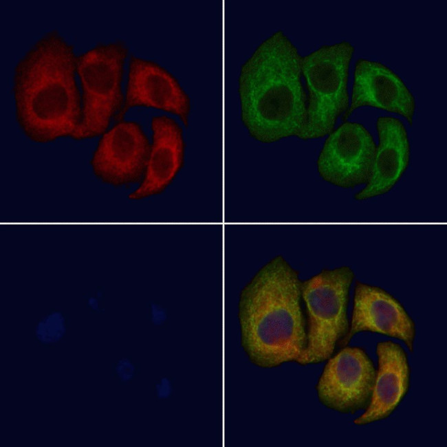 CNGB1 Antibody in Immunocytochemistry (ICC/IF)