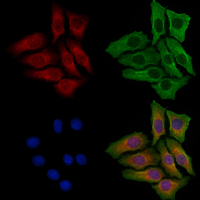 DNAJB11 Antibody in Immunocytochemistry (ICC/IF)