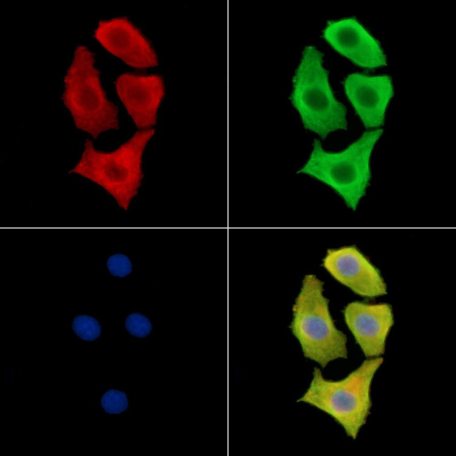 DZIP3 Antibody in Immunocytochemistry (ICC/IF)